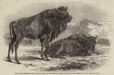 ロシアの皇帝によって動物学協会に提示されたオーロックス 作： Harrison William Weir